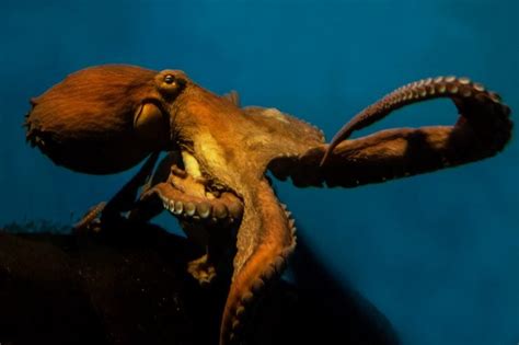 Giant Pacific Octopus Facts: Habitat, Diet, Conservation, & More