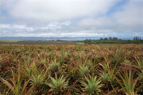 Taste Maui's Agricultural Heritage: Walk the Fields of Maui Gold on a ...