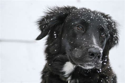 Free Images : snow, winter, white, puppy, pet, portrait, black, border collie, vertebrate ...