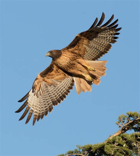 History of Pennsylvania Hawk Watching | Audubon Pennsylvania