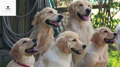 Golden Retriever Growth And Weight Chart