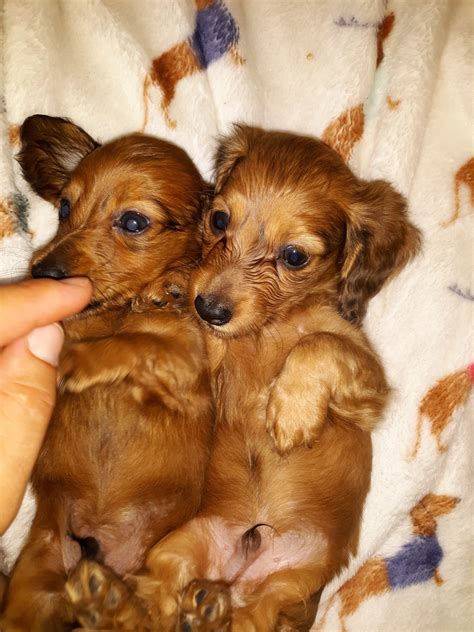 Dachshund Puppies For Sale | Paso Robles, CA #282348