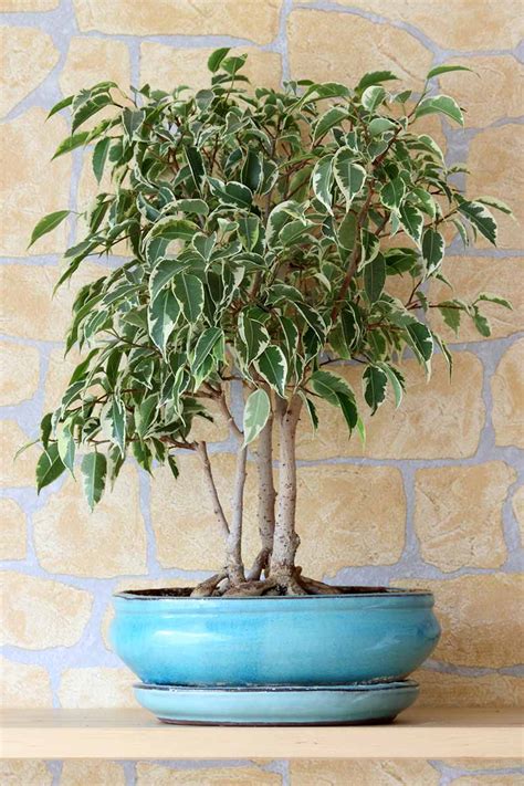 Plants, Seeds & Bulbs Indoor Plants Ficus benjamina Bushy King House ...