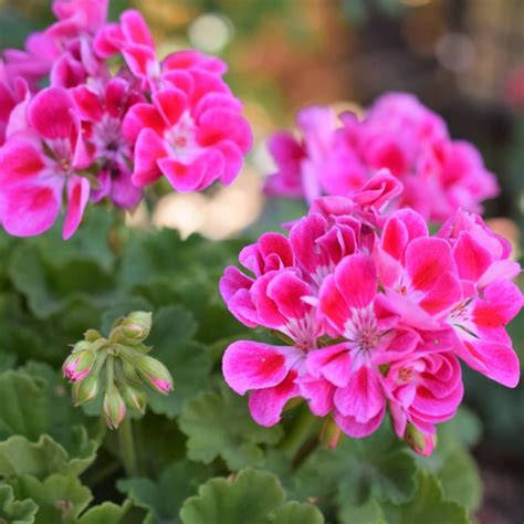 How to Grow Heat Loving Geraniums |The Fancy Garden