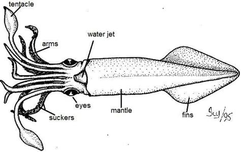 Kraken Technicals for Marine Biology