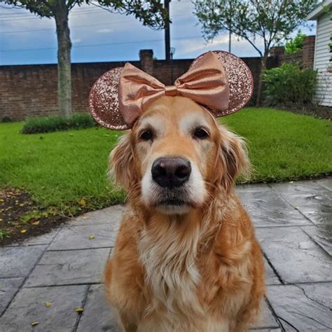 34 Unique Golden Retriever Names [with PICS!]