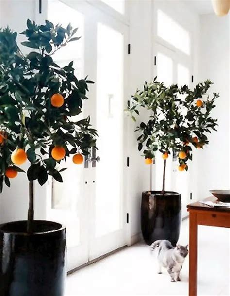 Interiors with Zest: Indoor Citrus Trees - Thou Swell