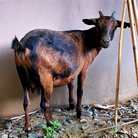 ITAP of a (street?) goat in Cebu Philippines#PHOTO #CAPTURE #NATURE #INCREDIBLE Photography Kit ...