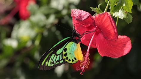 Torres Strait butterflies documented by Trevor Lambkin in mammoth ...