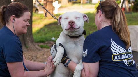 The moment 22 abandoned dogs realize they're being rescued is priceless