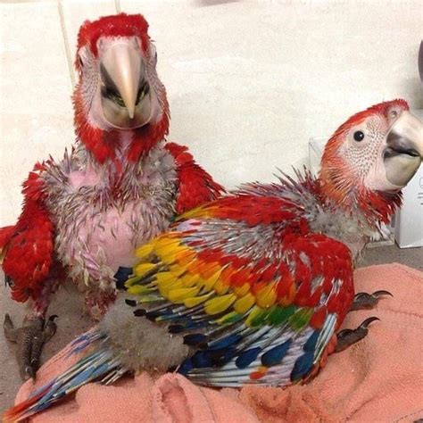 SCARLET MACAW BABIES - Best Bird Breeders farm