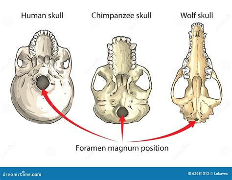 Foramen Magnum