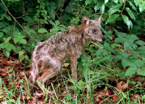 Opinion: Don’t ‘cry wolf’ over coyotes