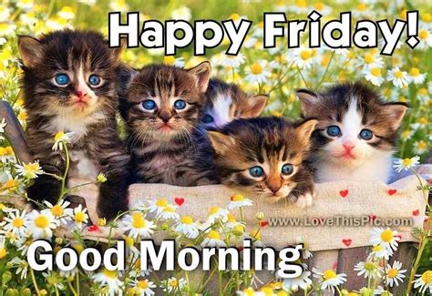 good morning happy friday kittens | Happy Friday Cute Good Morning ...