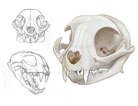 Cat Skulls | Skull sketch, Animal skull drawing, Skull drawing