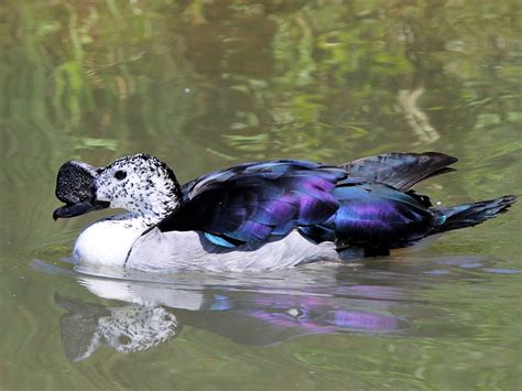 IDENTIFY COMB DUCK - WWT SLIMBRIDGE