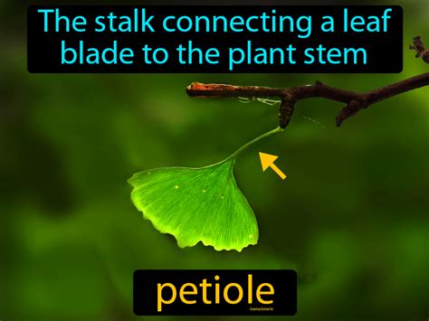 Petiole Definition - Easy to Understand | Game Smartz