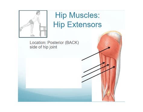 Hip extensors Quiz