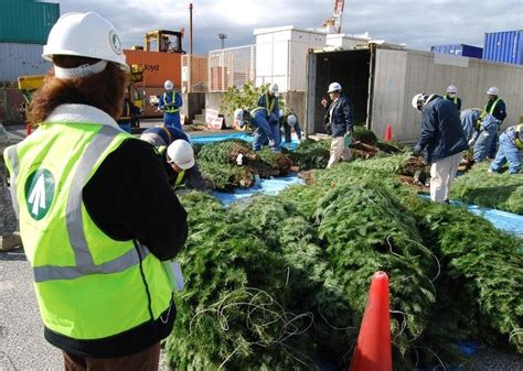 Christmas trees delivered to Japan | Article | The United States Army