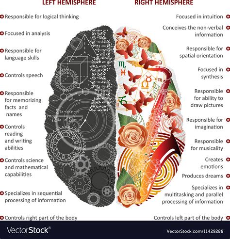 Brain left and right hemispheres infographics Vector Image