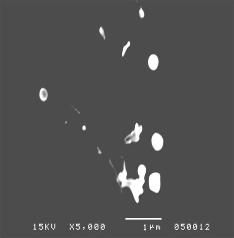 Scanning electron microscopy of prepared nanoparticles | Download ...