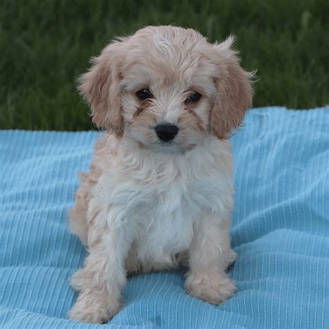 I love Cavapoos! Cavalier King Charles Spaniel and Poodle mix | Cavalier king spaniel, King ...