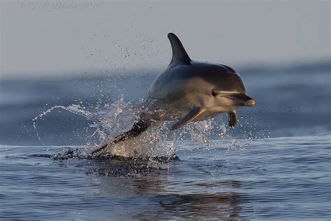 Joe Pender Wildlife Photography: Common Dolphins