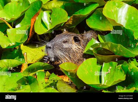 Adult coypu in the pond. Coypu is a large, herbivorous, semiaquatic ...