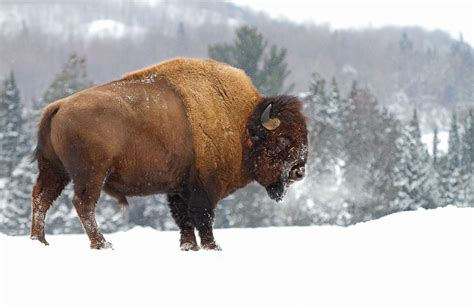 Winter Bison Wallpapers - Wallpaper Cave