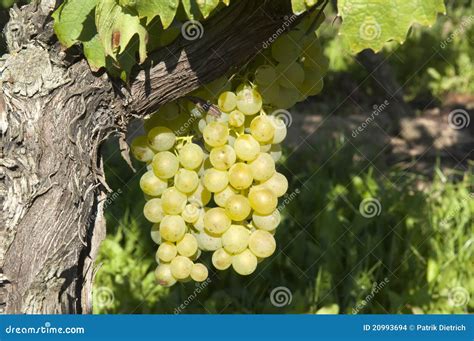 Wine Grapes in Harvest Season Stock Photo - Image of germany, green ...