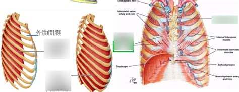 thoracic wall 2 Diagram | Quizlet