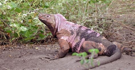 Pink Iguana Galápagos Are Endangered, but They Do Exist