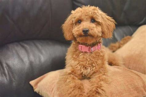 22 Poodle Haircuts Your Pets Will Definitely Love