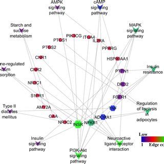 Protein–protein interaction network | Download Scientific Diagram