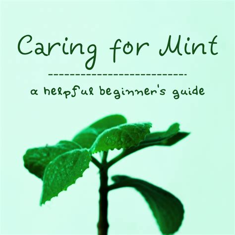 How to Care for Mint Plants - Dengarden