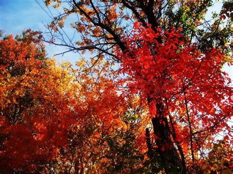 Bright image of colorful trees and ... | Stock image | Colourbox