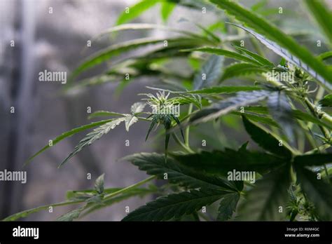 Fresh flowering cannabis buds. Female plant of marijuana Stock Photo ...