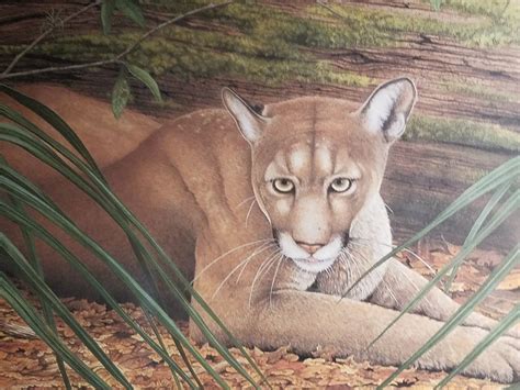 Conservation groups warn about proposed development in FL panther ...