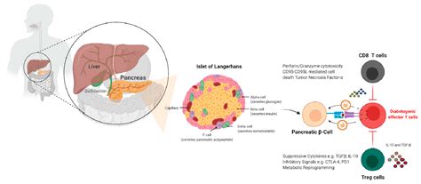 Diabetology | Free Full-Text | Novel Insights into the Immunotherapy ...