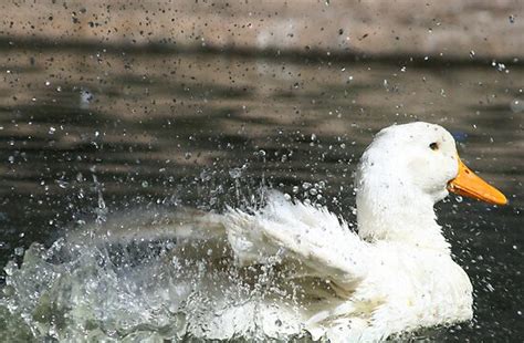 "White duck splashing water" by Joanne Emery | Redbubble