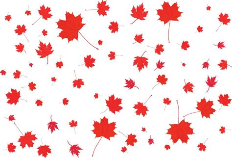 Canada Day maple leaves background. 3484096 Vector Art at Vecteezy