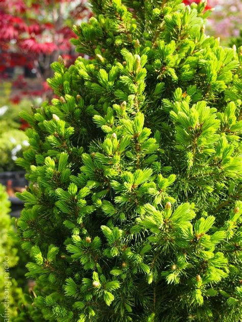 Dwarf Evergreens for Zone 7 | Dwarf Alberta Spruce | Trees to plant