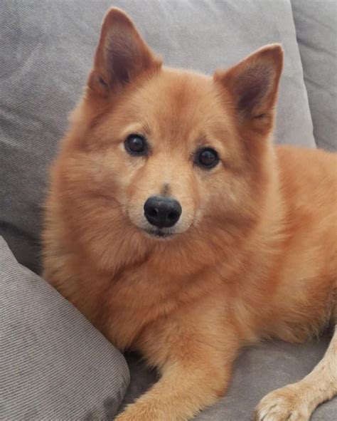 A Finnish Spitz: Complete Care Guide and Features (2020)