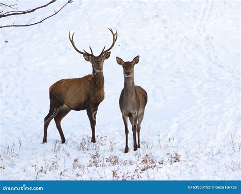 Red deer and fawn in snow stock photo. Image of backround - 63559152