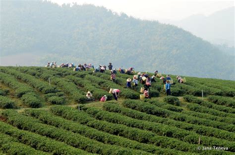 Jana around the world: Doi Mae Salong, the tea plantations of Thailand: Oolong tea