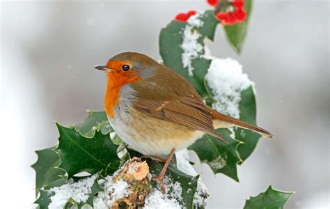 The true nature of the red robin - Country Life