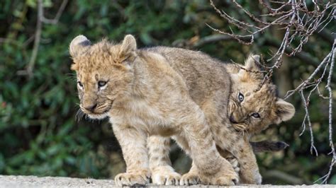 Lion Cubs Playing HD Wallpaper - WallpaperFX