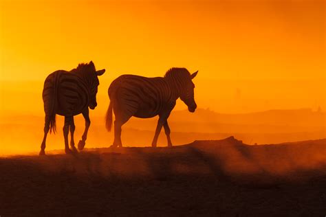 Two Zebras Walk In A Dusty Savannah • Zebra Print Wall Art Prints