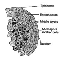 Draw a labelled diagram of a section of an enlarged view of microspora