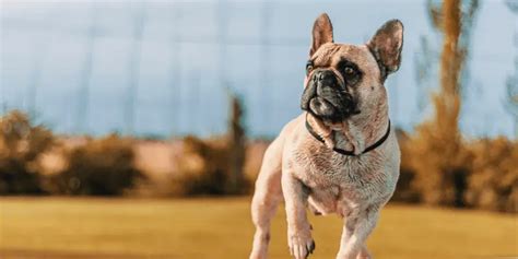 Common French Bulldogs' Health Problems and How to Avoid Them | Bulldogology